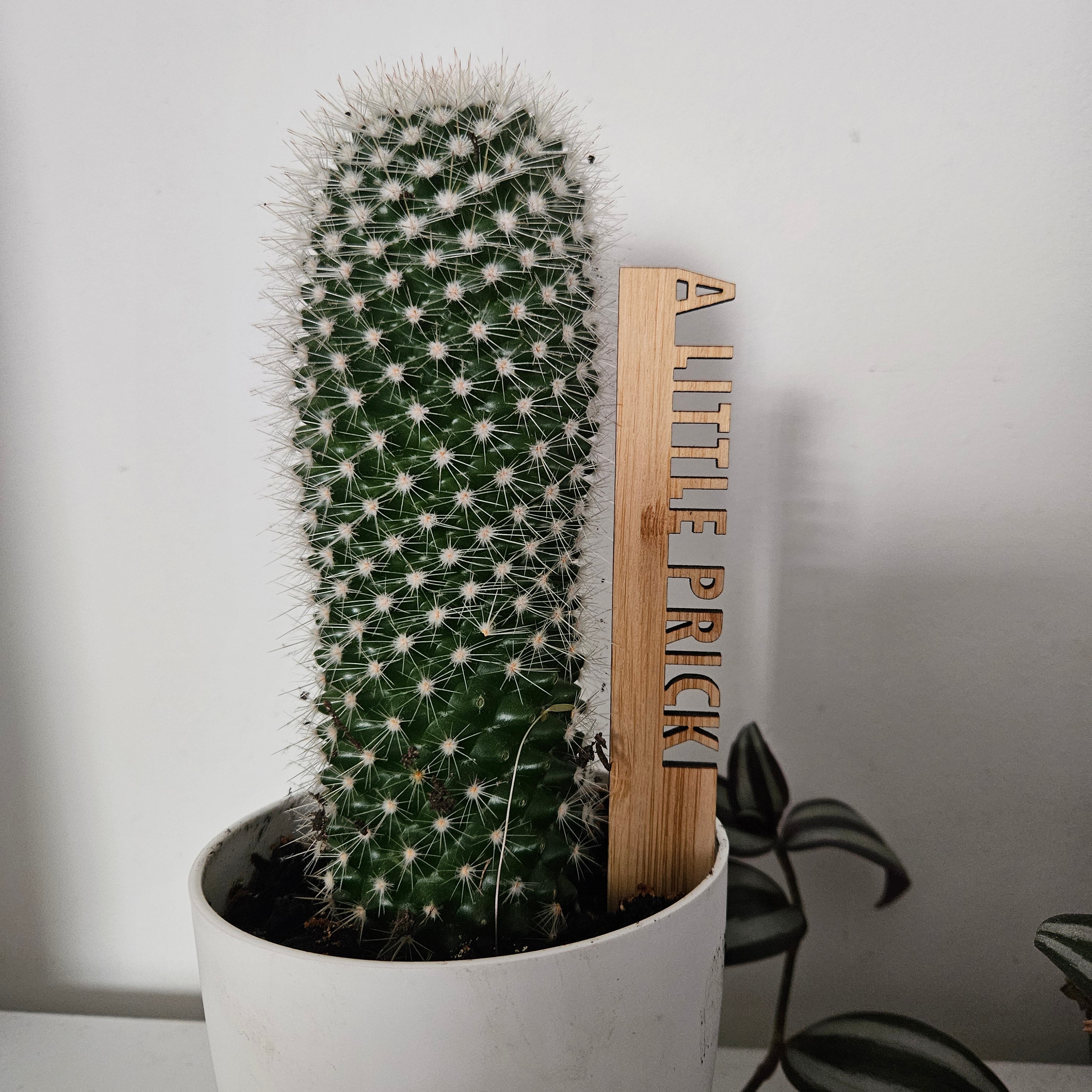 Funny Pot Plant Stakes